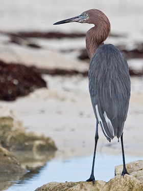 Reddish Egret Image @ Kiwifoto.com