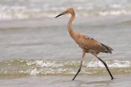 Reddish Egret Image @ Kiwifoto.com