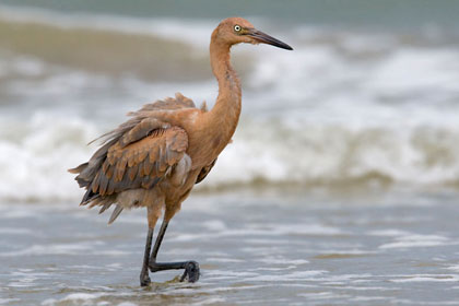 Reddish Egret Photo @ Kiwifoto.com