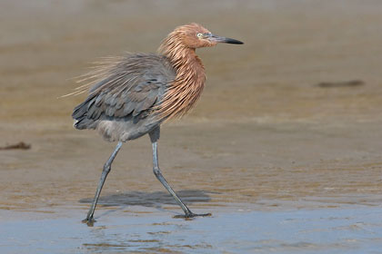 Reddish Egret Photo @ Kiwifoto.com