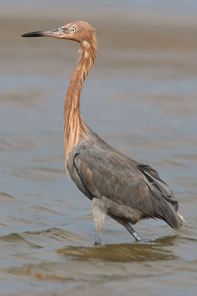 Reddish Egret Photo @ Kiwifoto.com