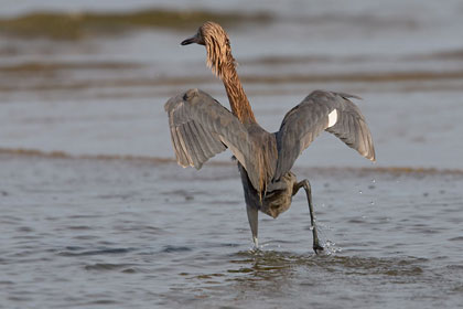 Reddish Egret Image @ Kiwifoto.com