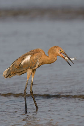 Reddish Egret Picture @ Kiwifoto.com