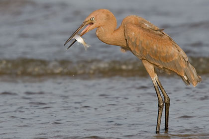 Reddish Egret Image @ Kiwifoto.com