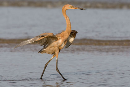 Reddish Egret Picture @ Kiwifoto.com