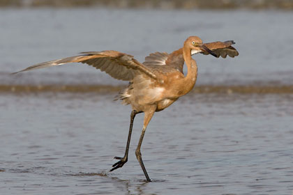 Reddish Egret, Upper Texas Coast