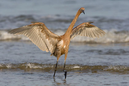 Reddish Egret Photo @ Kiwifoto.com