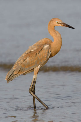 Reddish Egret Image @ Kiwifoto.com