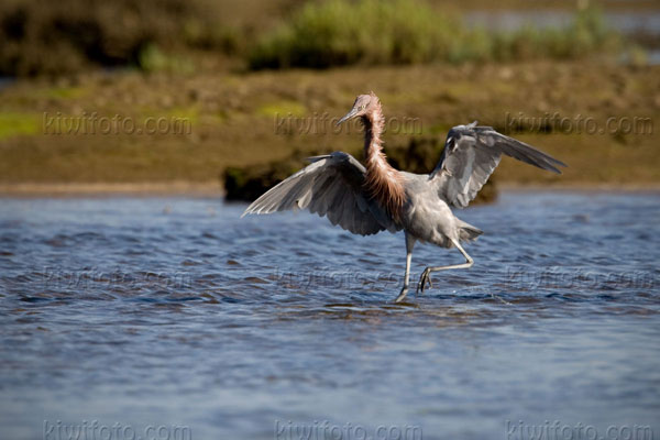 Reddish Egret Image @ Kiwifoto.com