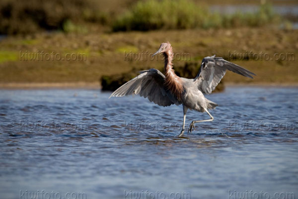 Reddish Egret Picture @ Kiwifoto.com