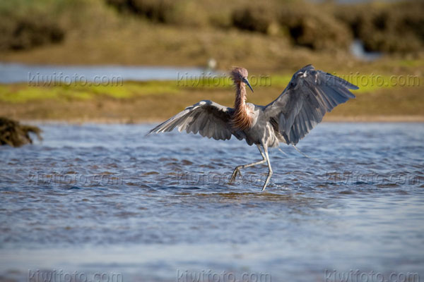 Reddish Egret Photo @ Kiwifoto.com