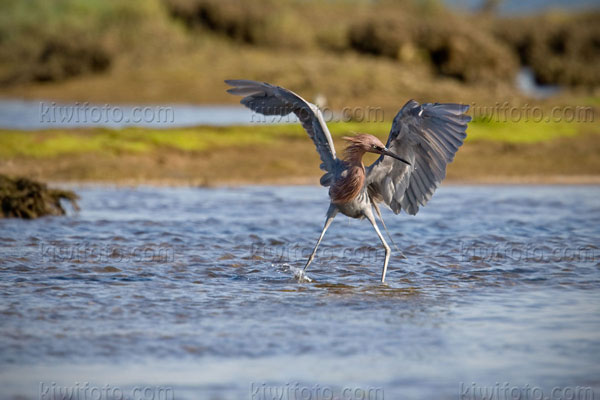 Reddish Egret Image @ Kiwifoto.com