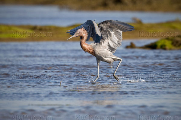 Reddish Egret Image @ Kiwifoto.com