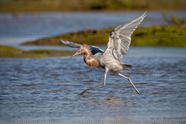 Reddish Egret Photo @ Kiwifoto.com