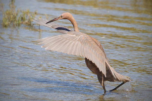 Reddish Egret Image @ Kiwifoto.com