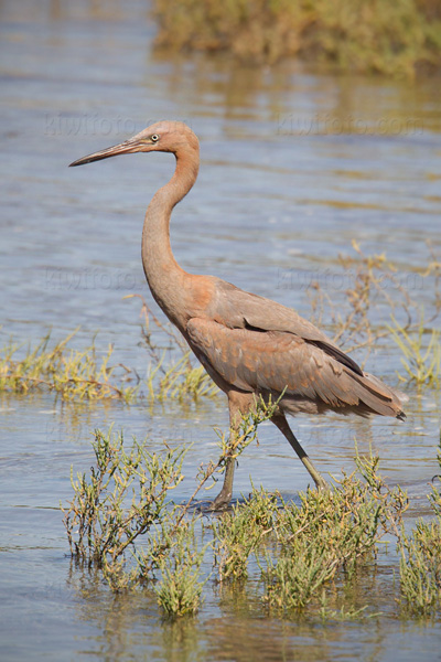 Reddish Egret Image @ Kiwifoto.com