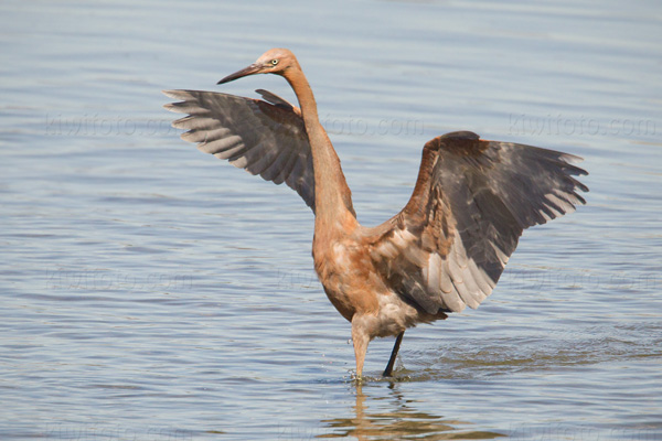 Reddish Egret Image @ Kiwifoto.com