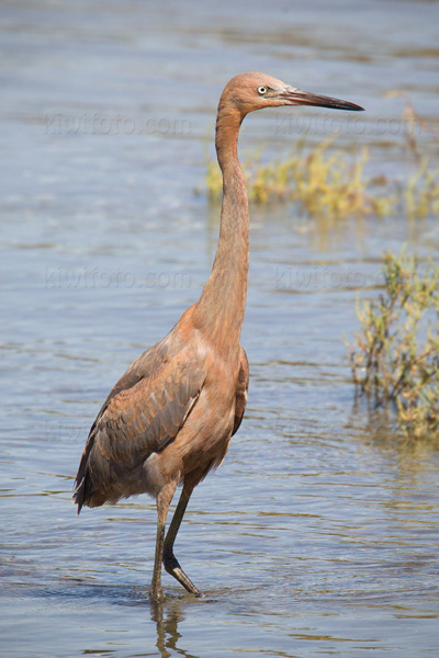 Reddish Egret Image @ Kiwifoto.com