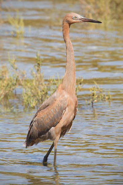 Reddish Egret