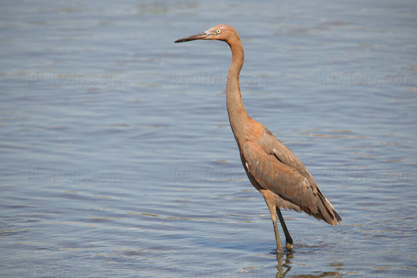 Reddish Egret Image @ Kiwifoto.com