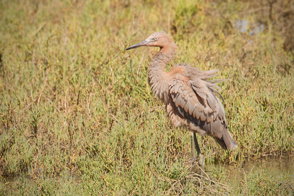 Reddish Egret Image @ Kiwifoto.com