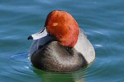 Redhead Image @ Kiwifoto.com