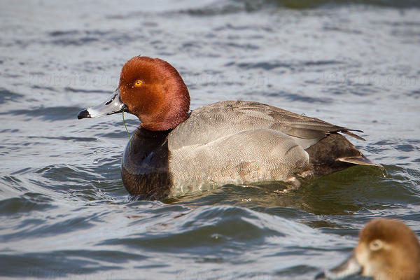 Redhead Picture @ Kiwifoto.com