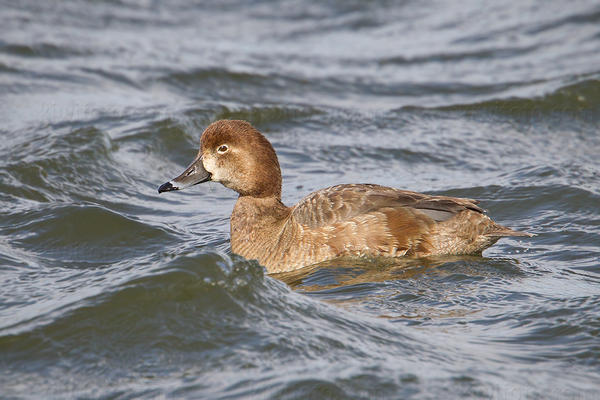 Redhead (female)