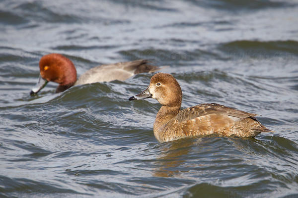 Redhead Photo @ Kiwifoto.com