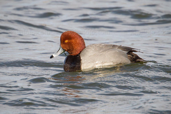 Redhead Image @ Kiwifoto.com