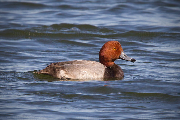 Redhead Photo @ Kiwifoto.com