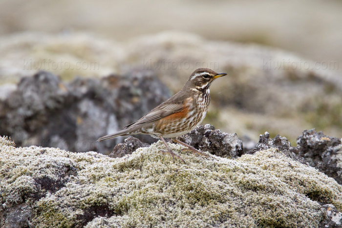 Redwing Image @ Kiwifoto.com