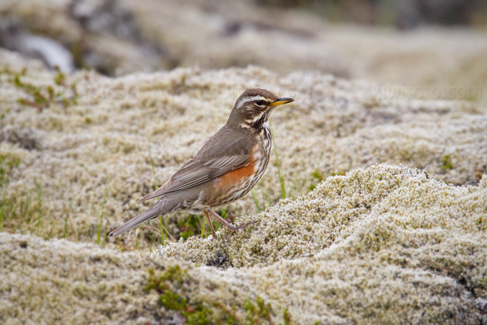 Redwing (T.i. coburni)