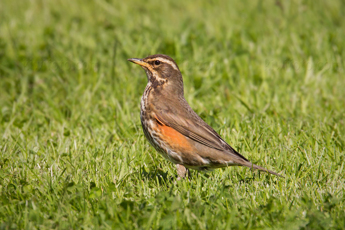 Redwing Image @ Kiwifoto.com