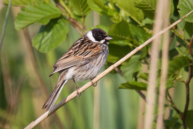 Reed Bunting @ Zouweboezem, Utrecht, Netherlands