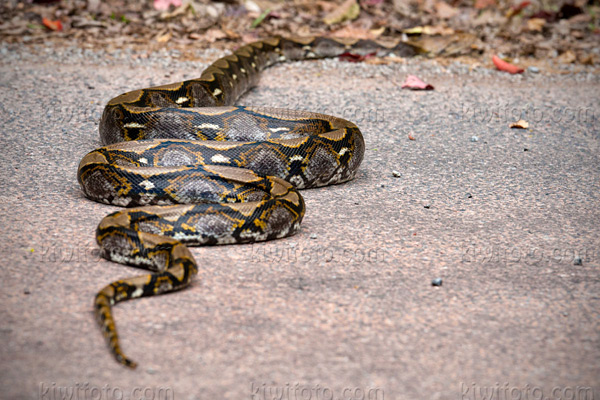 Reticulated Python Photo @ Kiwifoto.com