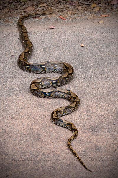 Reticulated Python Photo @ Kiwifoto.com