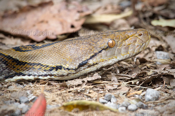 Reticulated Python