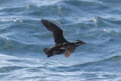 Rhinoceros Auklet Image @ Kiwifoto.com