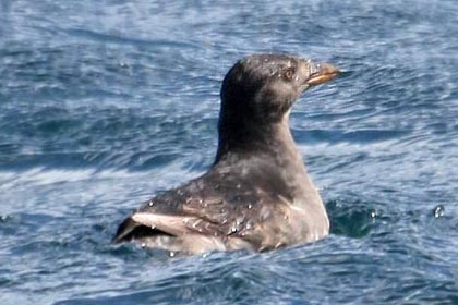 Rhinoceros Auklet Image @ Kiwifoto.com