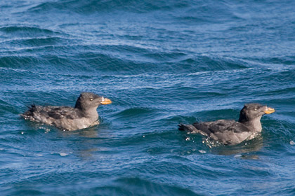 Rhinoceros Auklet Picture @ Kiwifoto.com