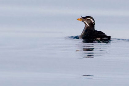 Rhinoceros Auklet Picture @ Kiwifoto.com