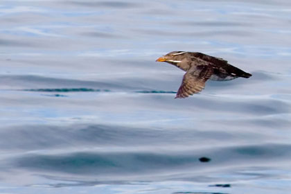 Rhinoceros Auklet Image @ Kiwifoto.com