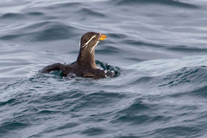 Rhinoceros Auklet