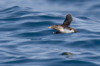 Rhinoceros Auklet Image @ Kiwifoto.com