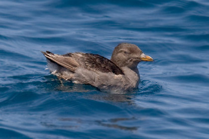 Rhinoceros Auklet (juvenile)