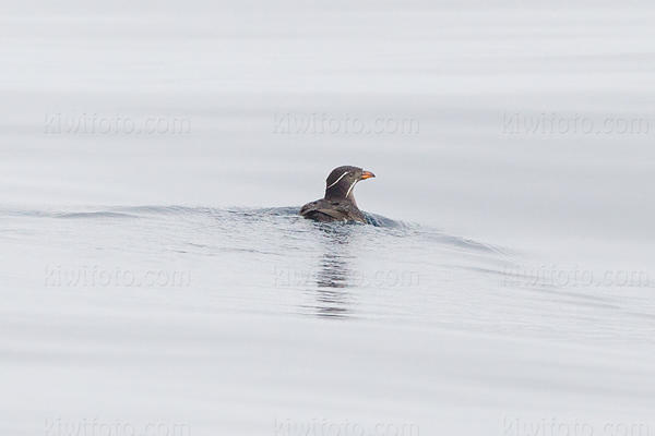 Rhinoceros Auklet Image @ Kiwifoto.com