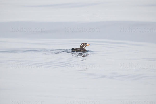 Rhinoceros Auklet Picture @ Kiwifoto.com