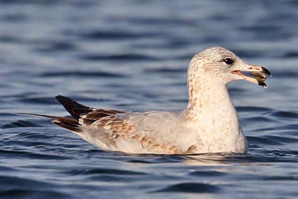 Ring-billed Gull Picture @ Kiwifoto.com