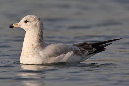 Ring-billed Gull Photo @ Kiwifoto.com